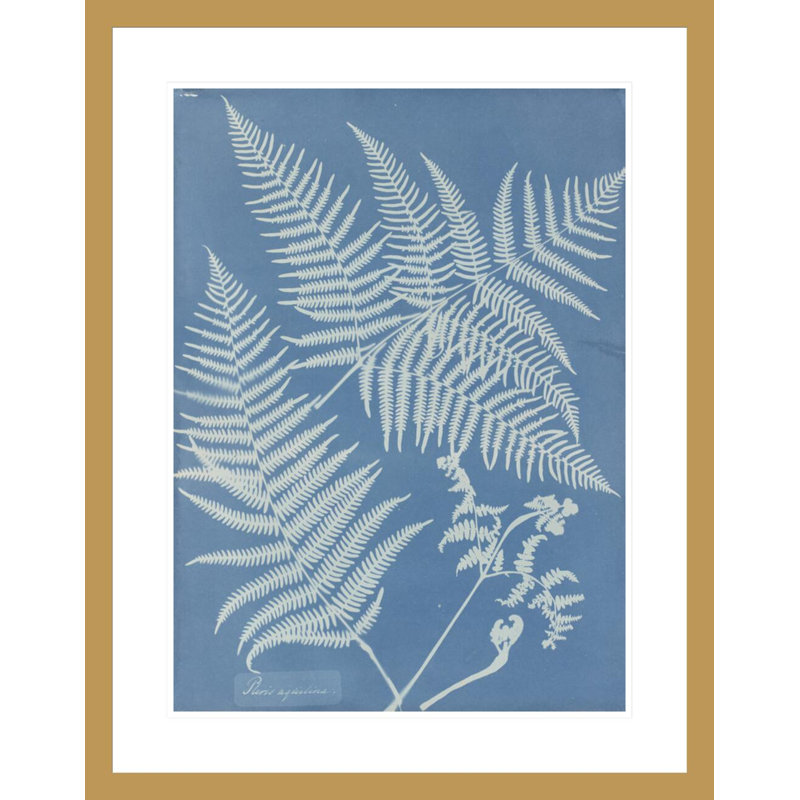 «Pteris aquilina» par Anna Atkins, impression giclée sur cadre, 29.5" H x 23.19" W