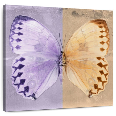 Brampt Miss Butterfly Formosana