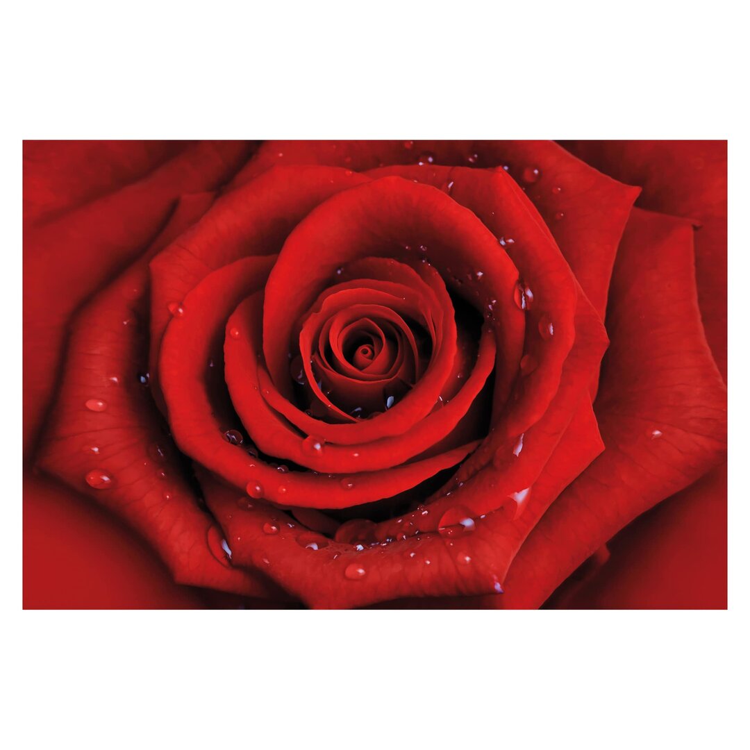 Matt Fototapete Rote Rose mit Wassertropfen 2,25 m x 336 cm