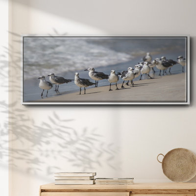 " What's Up Gulls "