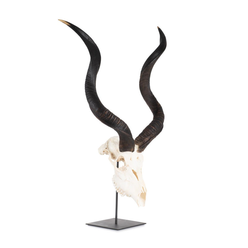 Mounted Kudu Skull, 46" H x 24" W x 10" D
