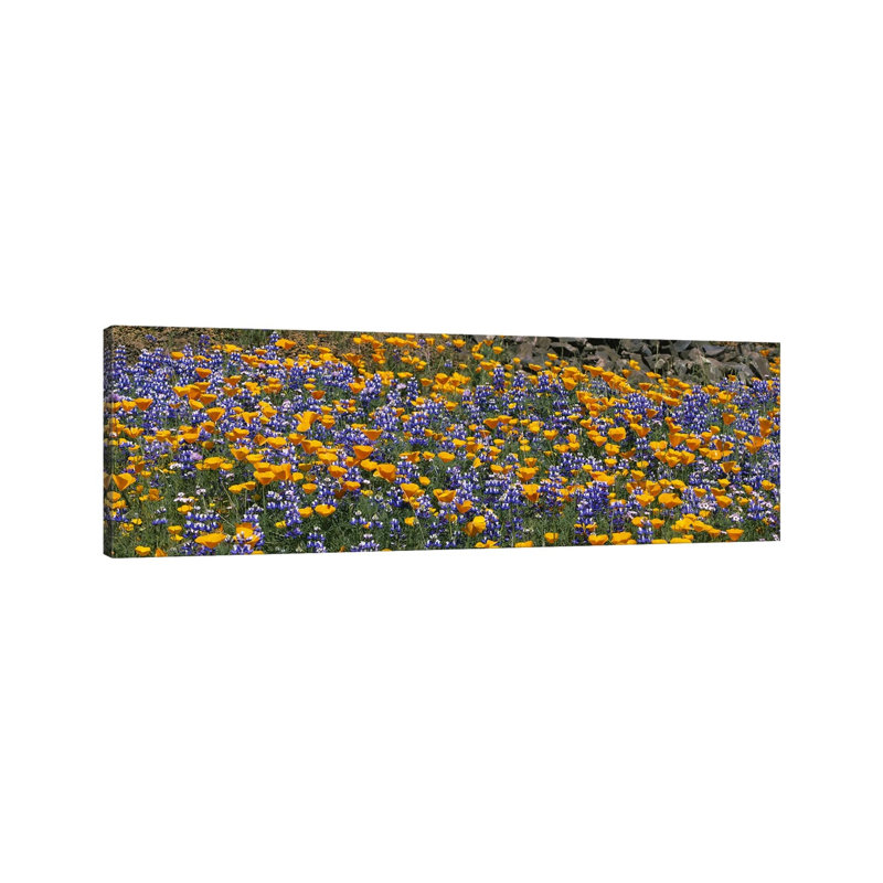 California Golden Poppies (Eschscholzia Californica) And Bush Lupines (Lupinus Albifrons), Table Mountain, California, USA - Wrapped Canvas Panoramic Print