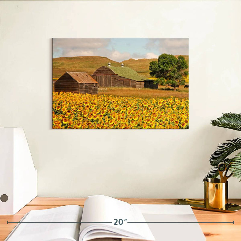 Champ de tournesols Alvord, H 8 po x l 12 po