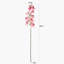 Orchid Arrangement-115486809