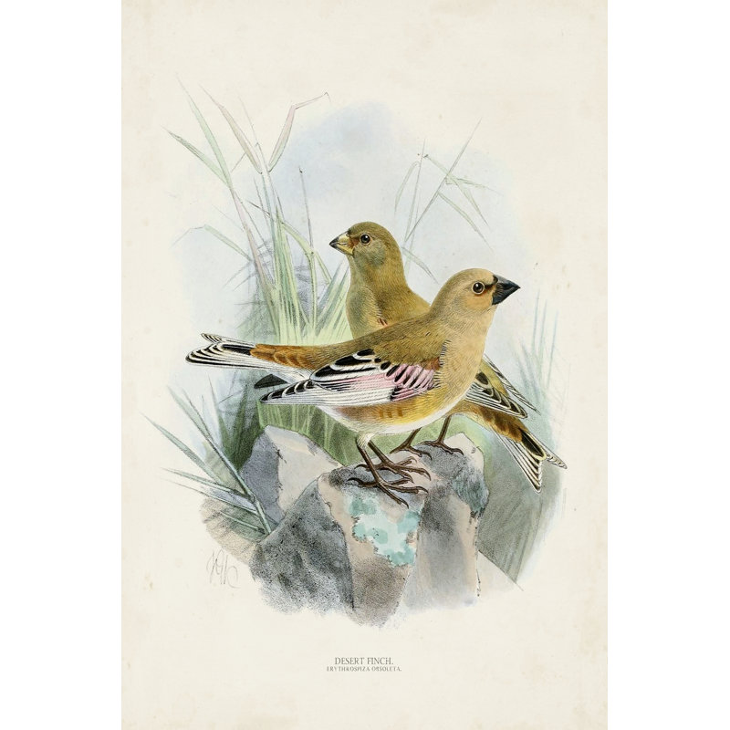 Antique Birds III - Painting, 122cm H x 81cm W, Wrapped Canvas