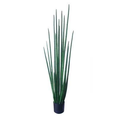 Kentia Palm Tree with Pot
