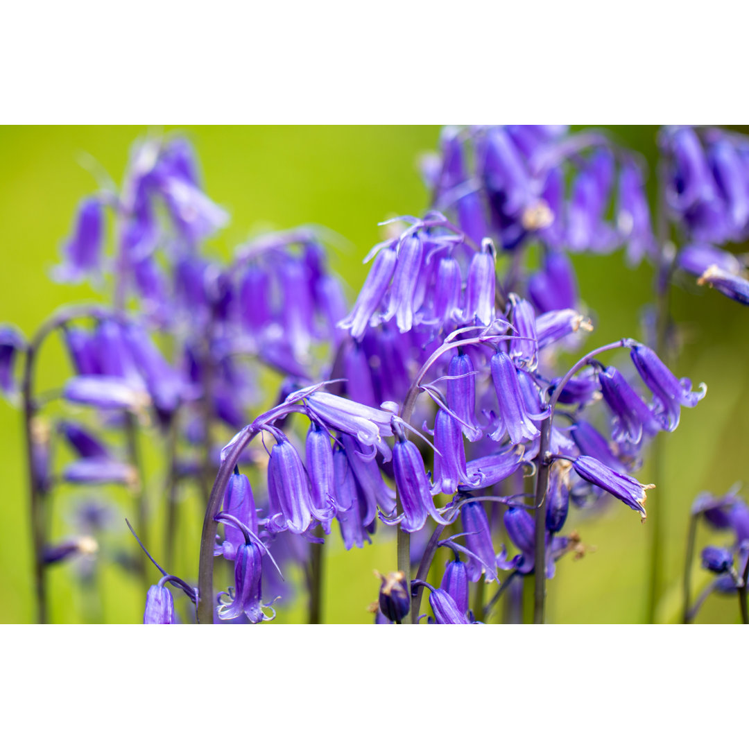 Bluebell Flowers von Mike_Colwill - Kunstdrucke auf Leinwand