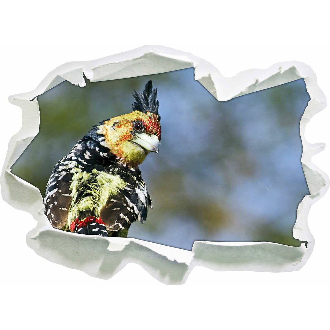 Schöner Hauben-Bartvogel Wandaufkleber