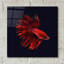 «Red Betta Fish» par PhotoINC Studio-593535270