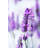 Stalks Of Lavender by KMNPhoto - Wrapped Canvas Print-655829111