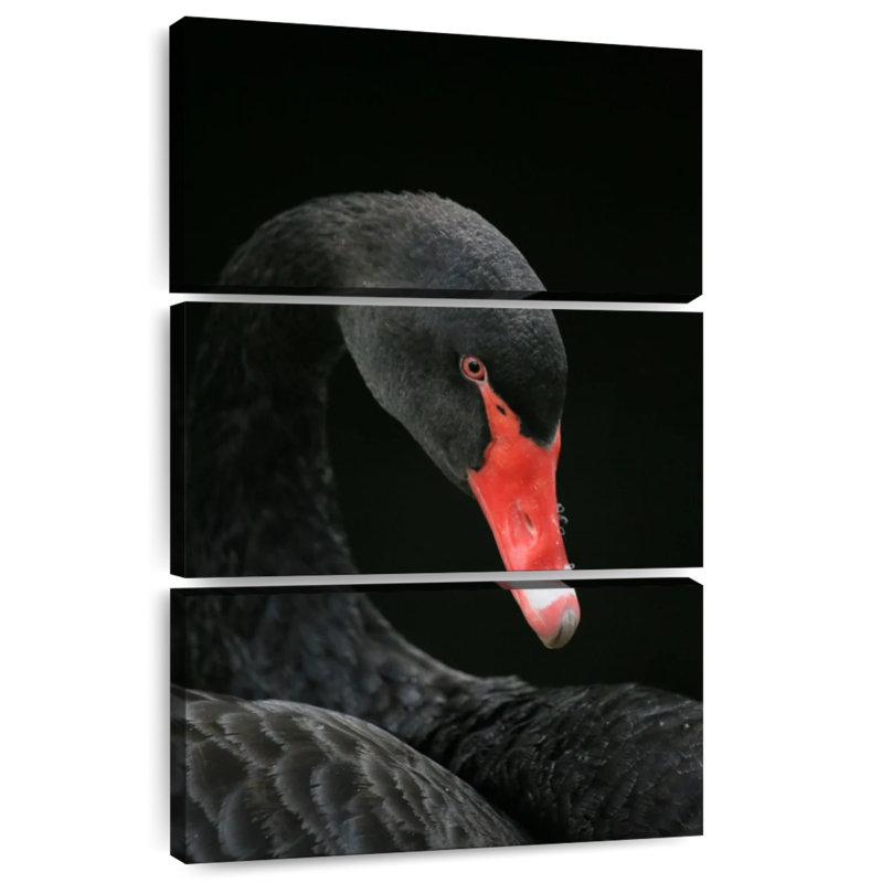 Brampt Black Swan Head, 74" H x 48" W