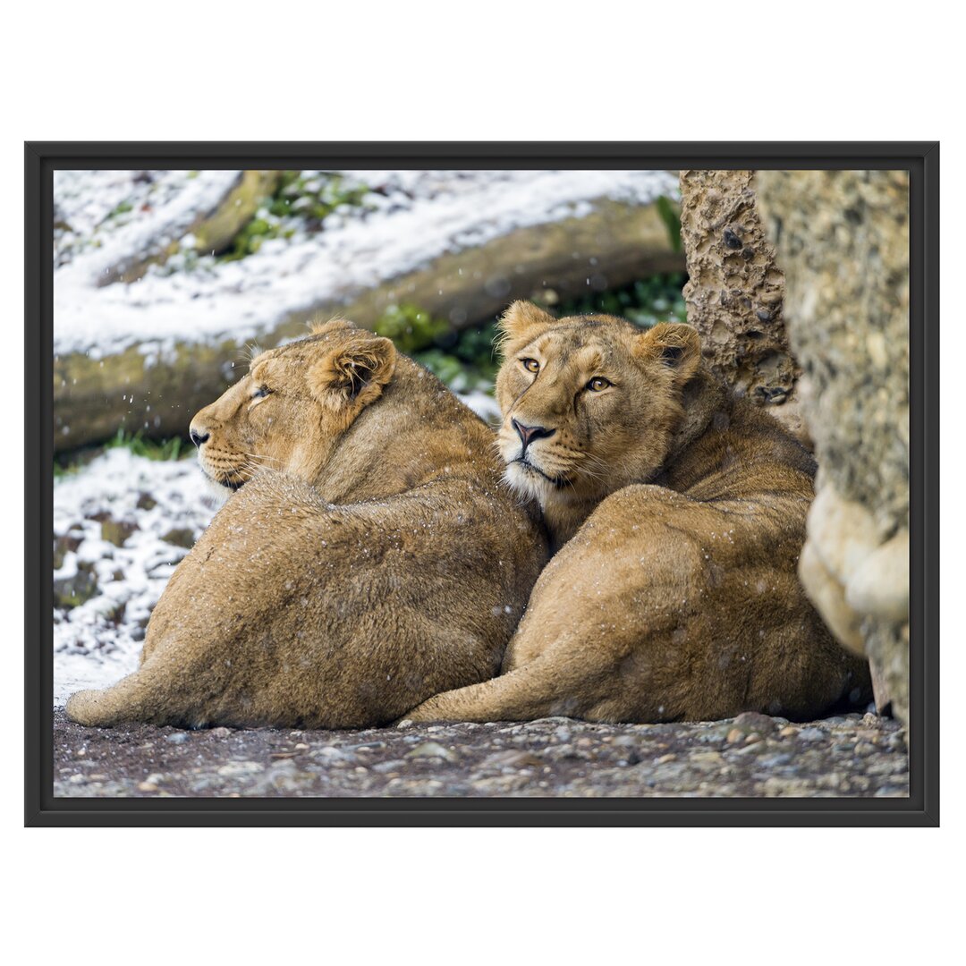 Gerahmtes Poster Sleeping Lionesses