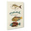 East Indies Fish Illustrations Fol. 2 by Louis Renard - Wrapped Canvas-55342816
