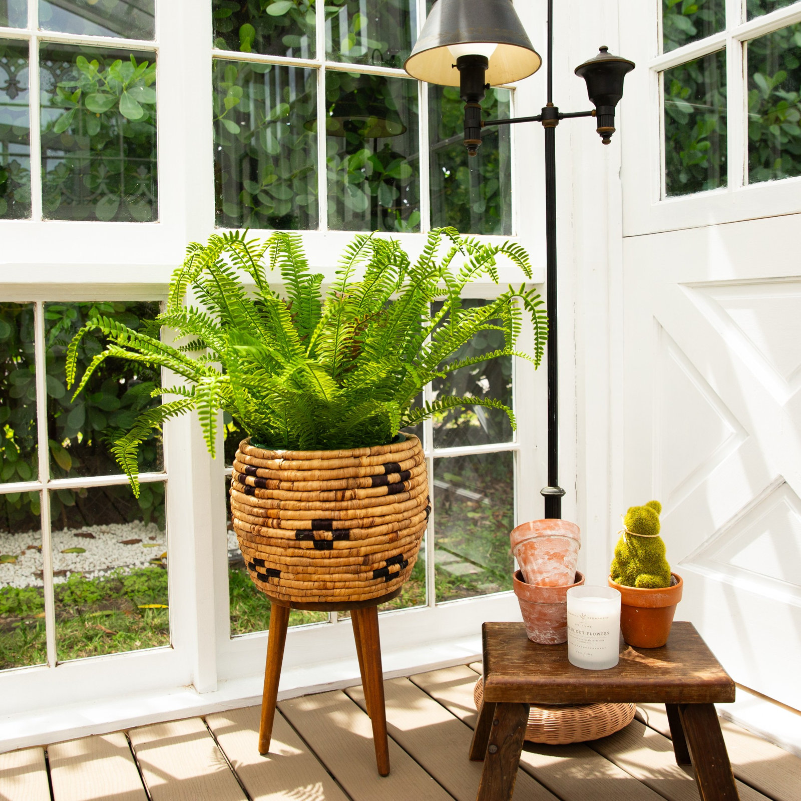 Boston Fern Plant in Nursery Pot, 27" H x 30" W x 30" D