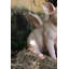 Cochon souriant avec des ailes assis