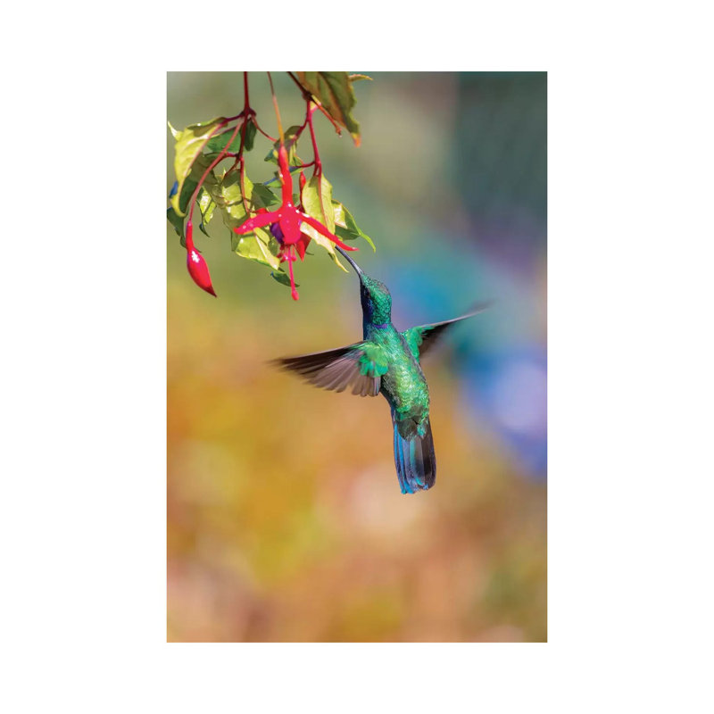 Central America, Costa Rica. Male Lesser Violetear Hummingbird Feeding. by Jaynes Gallery - Wrapped Canvas Gallery-Wrapped Canvas Giclée