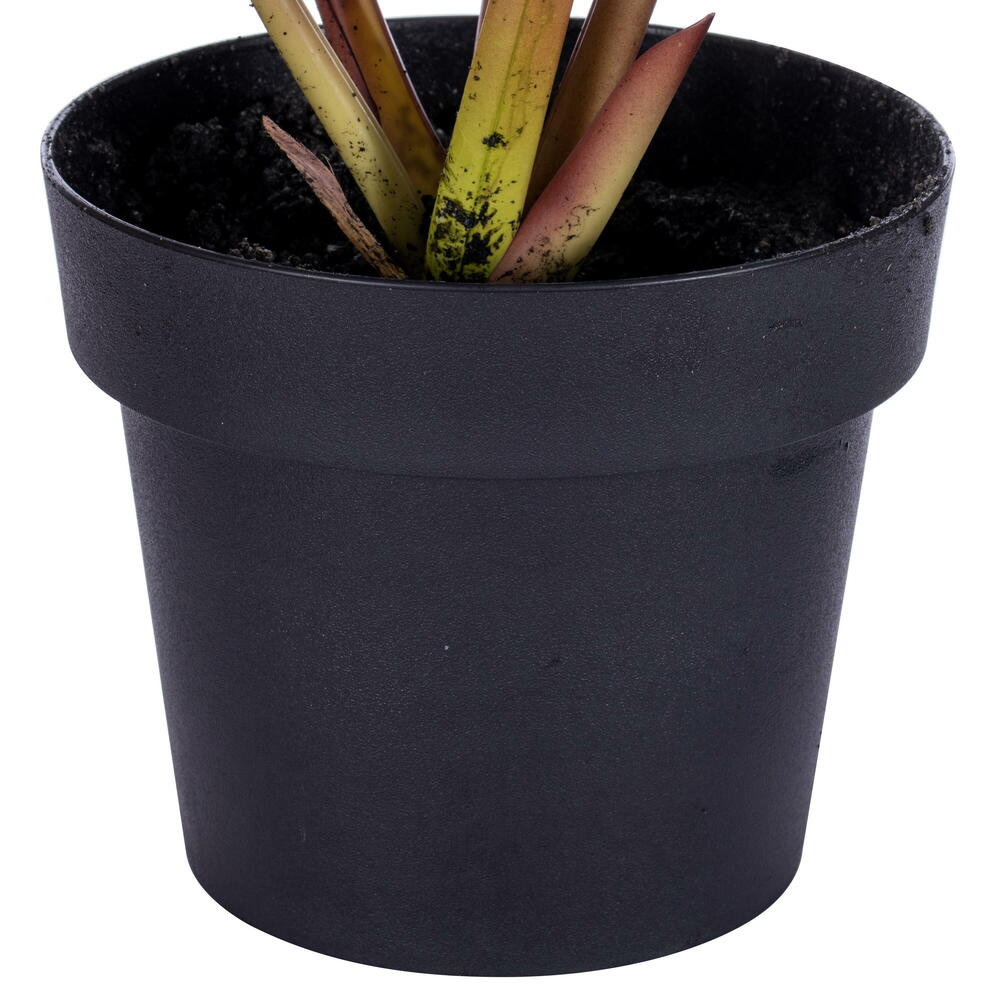 18" Alocasia Acuminata Potted Plant.