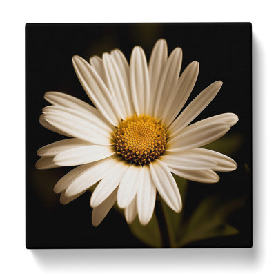 Daisy Photograph No.2 - No Frame Print