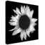 Dosta «Sunflower 1 Black and White», impression sur toile tendue-29226235