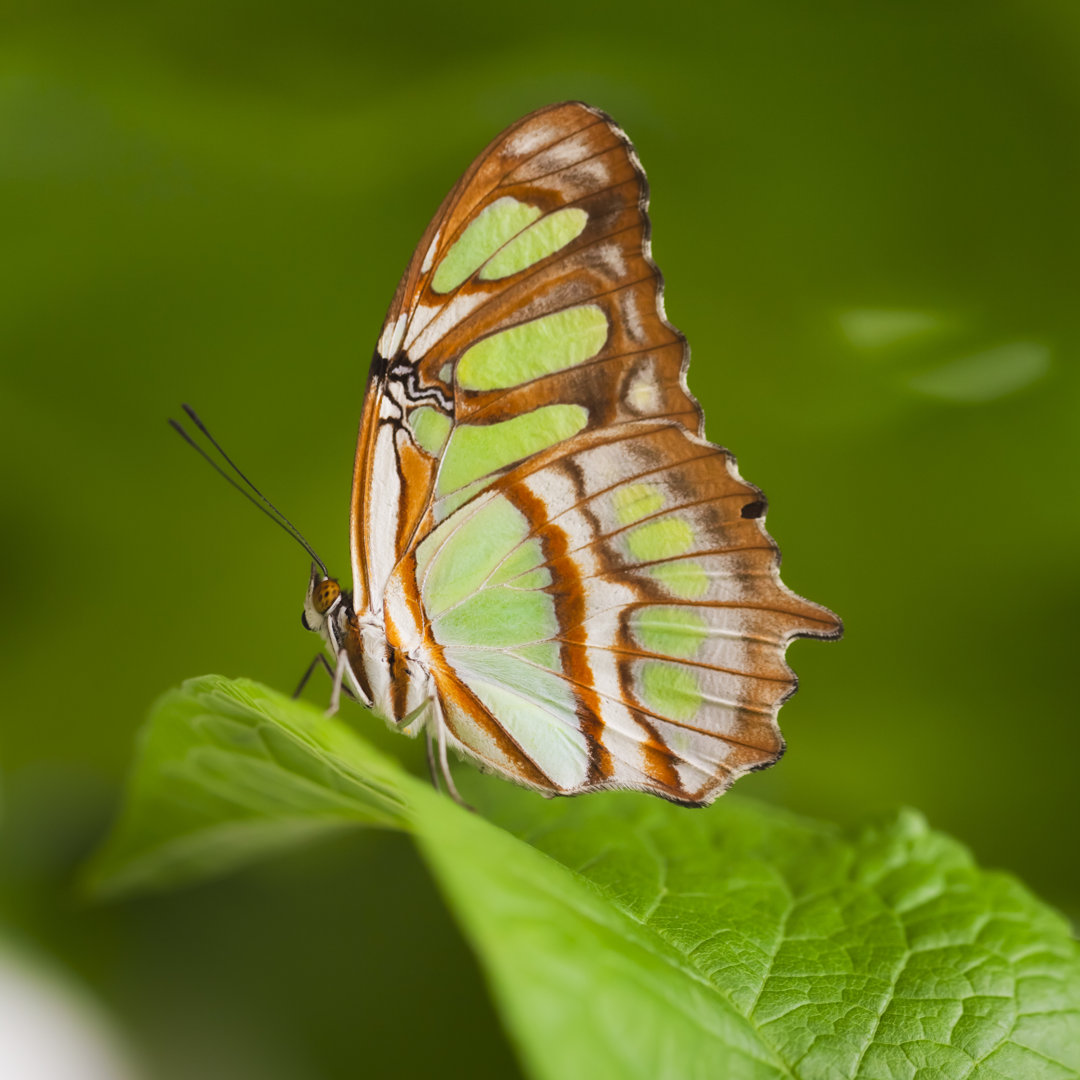 Malachit Schmetterling von Cinoby - Druck