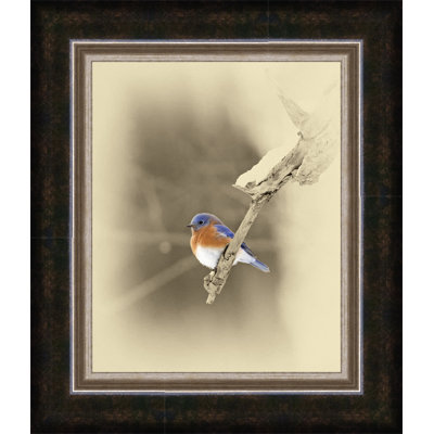 " Bluebird "