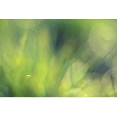 Beautiful Green Background - Wrapped Canvas Print