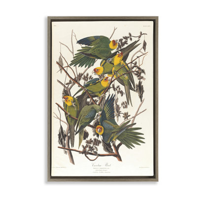 Toile flottante encadrée Classic Carolina Parrot Study par one1000paintings