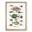 Various Fishes XXXIII by Oliver Goldsmith - Picture Frame Painting Print-55605264-55605265