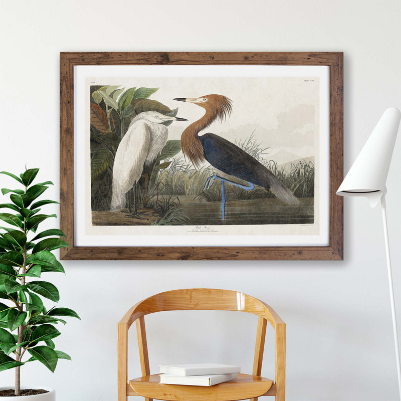 Purple Heron by John Audubon - Single Picture Frame Painting, 45cm H x 63cm W x 2cm D, Walnut
