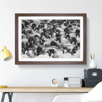 Flock of Sheep Vol.2 - Framed Print