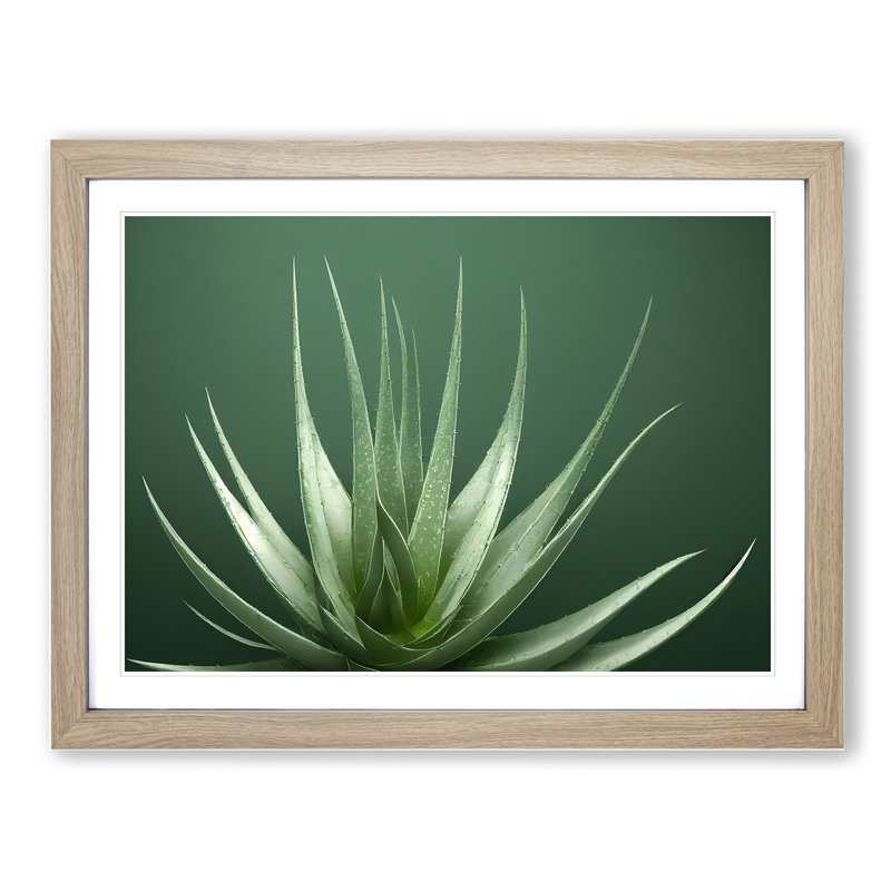 Stunning Aloe Vera Plant - Single Picture Frame Print, 46cm H x 64cm W x 2cm D, Oak