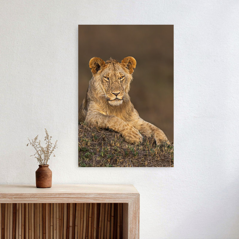 Young Lion Resting Contemporary Wall Art Print 1 Piece Wrapped Canvas Wall Art, 60.96cm H x 40.64cm W