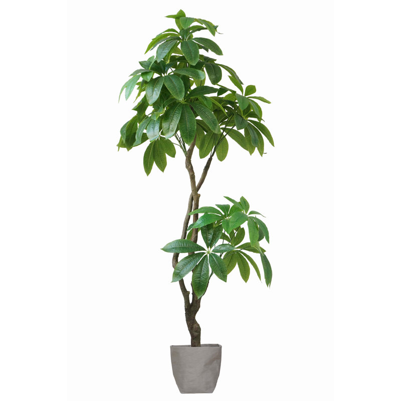 Panama 72" Artificial Pachira Aquatica in Planter | Money Tree