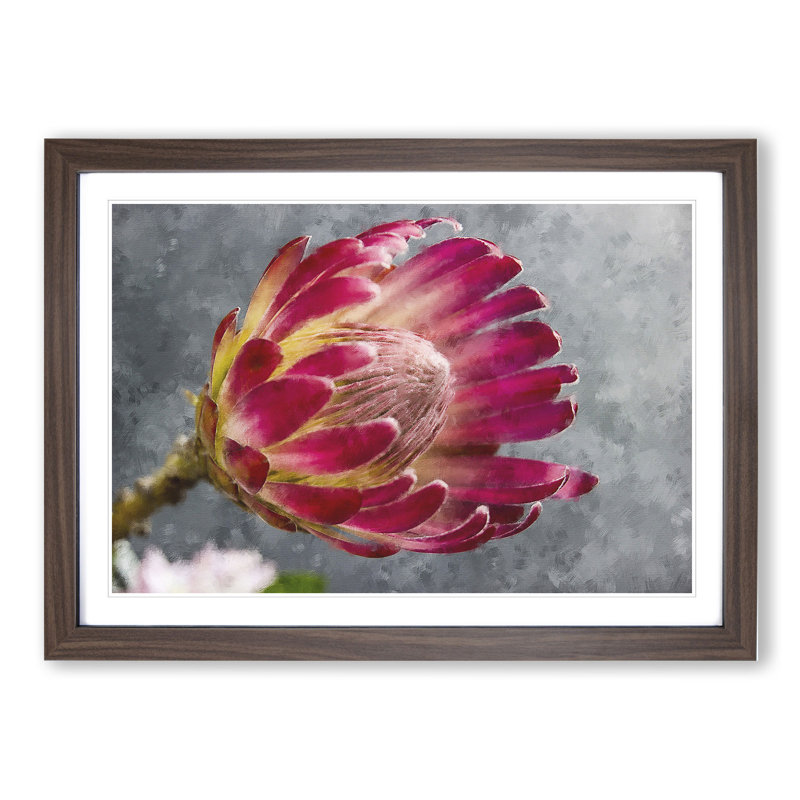 Pink Protea Flower - Framed Print, 27cm H x 36cm W x 2cm D, Walnut Framed