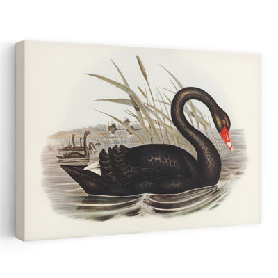 Black Swan Vintage Book Contemporary Bird Animal Art