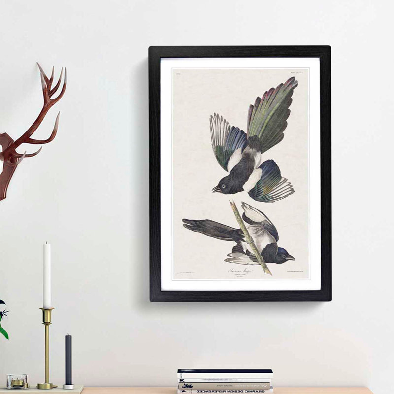 American Magpie by John Audubon - Single Picture Frame Painting, Black Framed, 63cm H x 45cm W x 2cm D