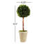 Preserved Greens 23.25" Single Ball Topiary-846903779