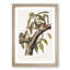 Carolina Grey Squirrels by J.W. Audubon - Picture Frame Painting Print-55513810-55513811
