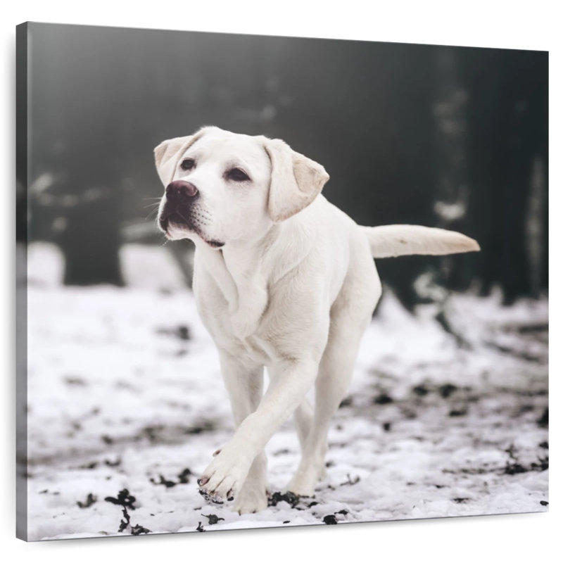 Brampt Labrador Retriever, 10" H x 10" W
