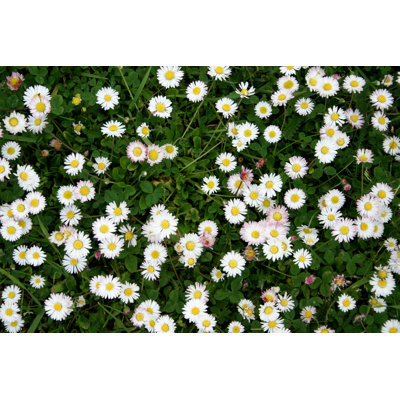 Meadow - Wrapped Canvas Print