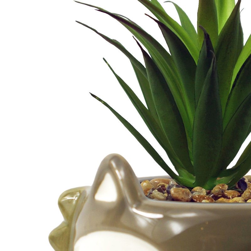 Annistin 18cm Plant