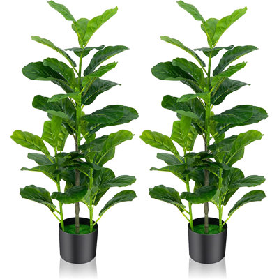 Evergreen Plant in Pot