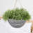 Boxdale Hanging Planter-26906936-26906938