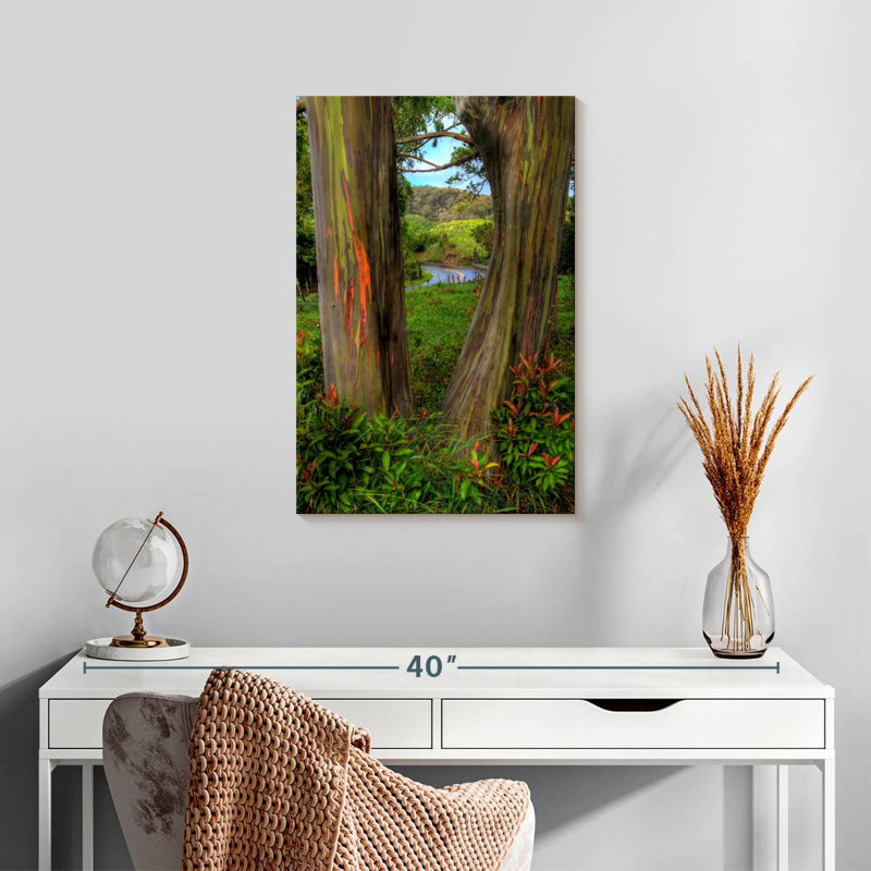 Harnek Roadside Rainbow Eucalyptus, 24" H x 16" W