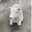 Texelaar Baby Sheep Laying Life Size Statue