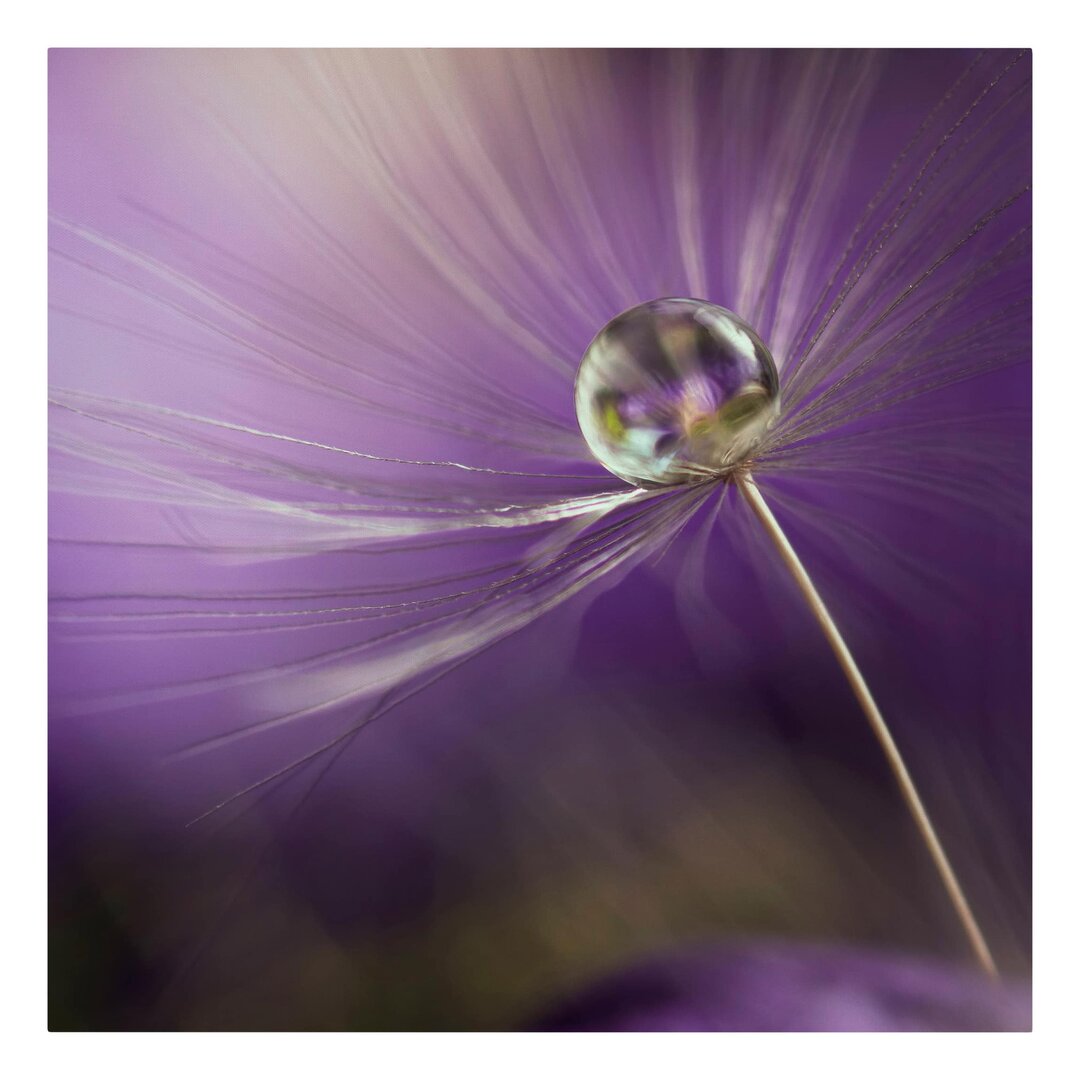 Leinwandbild Pusteblume in Violett