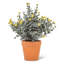 Arrangement en pot