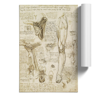 Human Anatomy Vol.7 by Leonardo Da Vinci - No Frame Print