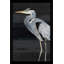 «Heron on Black I» par Lanie Loreth - reproduction d'art sur toile-31936666-67498963-119811935