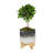 Ceramic and Wood Planter on Stand-666902693-548712990